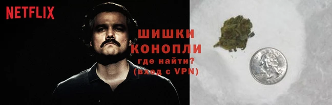 крисы Бородино